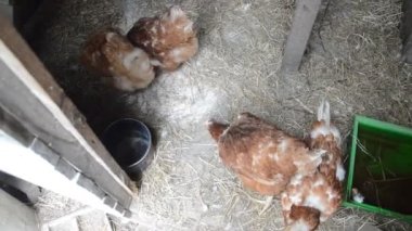 Tavuklar bahçede yürür ve tahılları gagalar