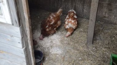 Tavuklar bahçede yürür ve tahılları gagalar