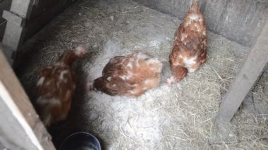 Tavuklar bahçede yürür ve tahılları gagalar