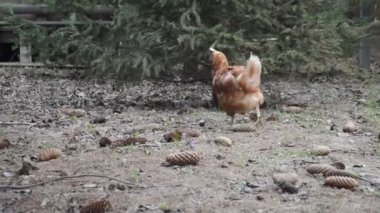 Tavuklar bahçede yürür ve tahılları gagalar