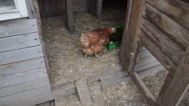 Tavuklar bahçede yürür ve tahılları gagalar