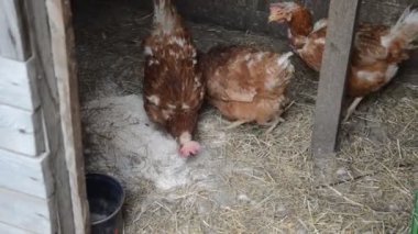 Tavuklar bahçede yürür ve tahılları gagalar