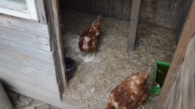 Tavuklar bahçede yürür ve tahılları gagalar