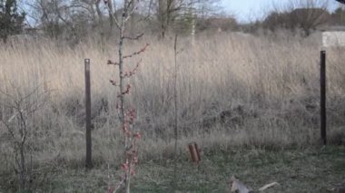 Ağaçları ve bitkileri korumak için bir çözüm üretiyor.