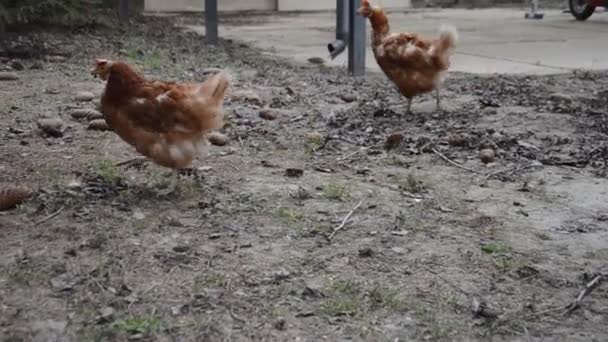 Kuřata Chodit Klovat Obilí Zahradě — Stock video