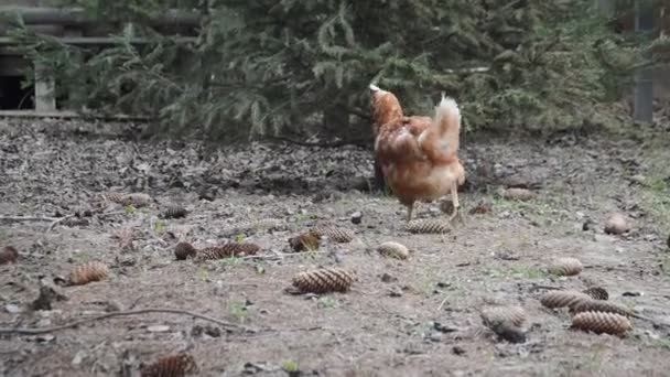 Chickens Walk Peck Grain Garden — Stock Video