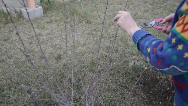 在春天修剪嫩枝和树梢 — 图库视频影像