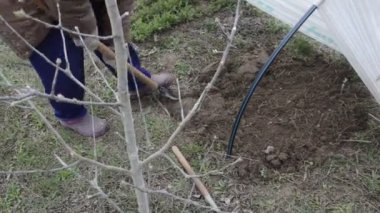 Baharda sebze ekmek için toprağı ve yatakları ayıklıyorum.