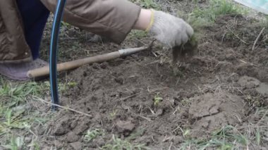 Baharda sebze ekmek için toprağı ve yatakları ayıklıyorum.