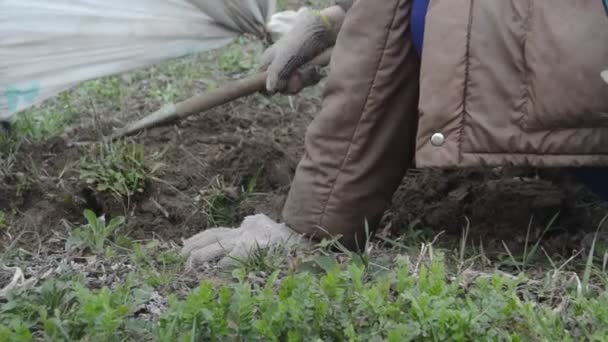 春天种菜用的地面和床的杂草 — 图库视频影像