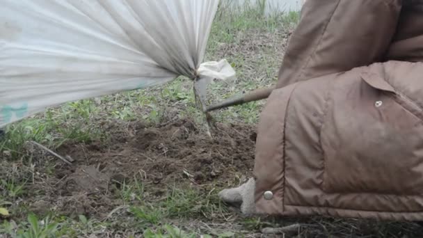 Weeding Ground Beds Planting Vegetables Spring — стоковое видео