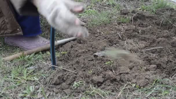 Weeding Ground Beds Planting Vegetables Spring — Stock Video