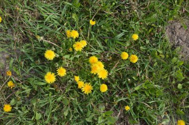 Spring flowers bloomed in the garden in a the village