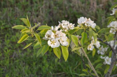 Bir köyün bahçesinde bahar çiçekleri açtı.