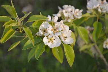 Bir köyün bahçesinde bahar çiçekleri açtı.