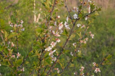 Bir köyün bahçesinde bahar çiçekleri açtı.