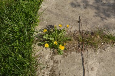 Bir köyün bahçesinde bahar çiçekleri açtı.