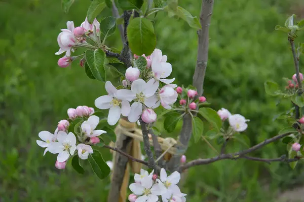 Wiosenne Kwiaty Kwitły Ogrodzie Wiosce — Zdjęcie stockowe