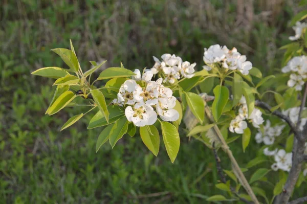 Bir köyün bahçesinde bahar çiçekleri açtı.