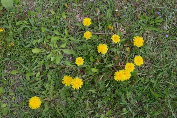 Vårblommor Blommade Trädgården — Stockfoto