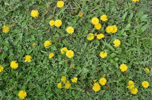 Frühlingsblumen Blühten Garten Eines Dorfes — Stockfoto