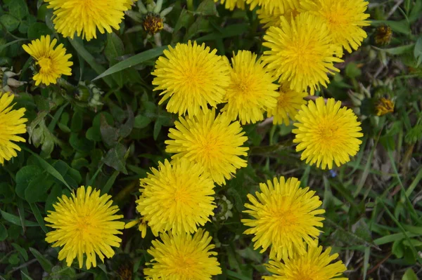 Kevään Kukat Kukkivat Puutarhassa Kylässä — kuvapankkivalokuva