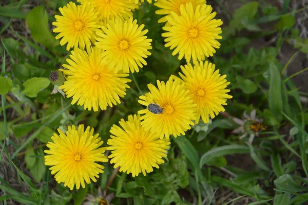 Frühlingsblumen Blühten Garten Eines Dorfes — Stockfoto