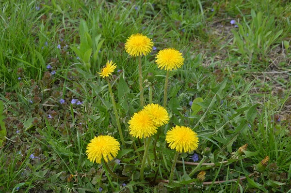 Frühlingsblumen Blühten Garten Eines Dorfes — Stockfoto