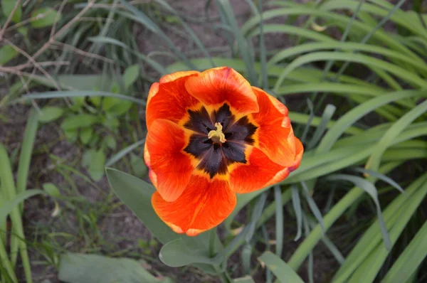 Bir köyün bahçesinde bahar çiçekleri açtı.