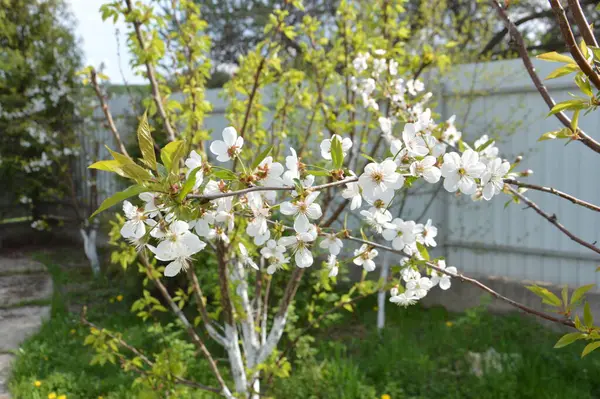 Spring Flowers Bloomed Garden Village — Stok fotoğraf