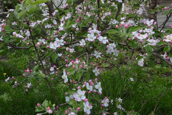 Spring Flowers Bloomed Garden Village — Stok fotoğraf