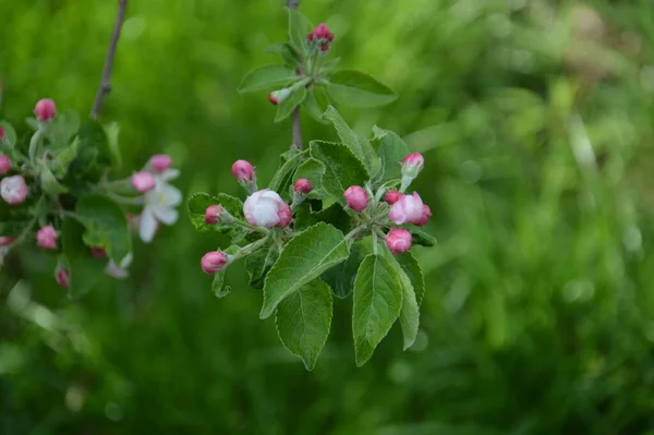 Fleurs Printemps Fleuri Dans Jardin Dans Village — Photo