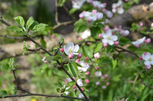 Flores Primavera Florecieron Jardín Pueblo —  Fotos de Stock