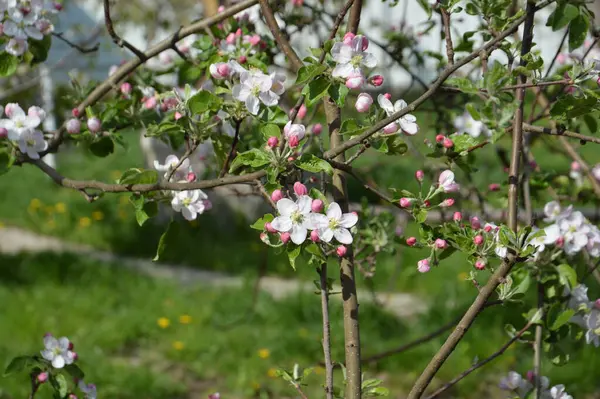 Spring Flowers Bloomed Garden Village — Stok fotoğraf