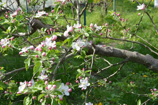 Spring Flowers Bloomed Garden Village — Stock fotografie