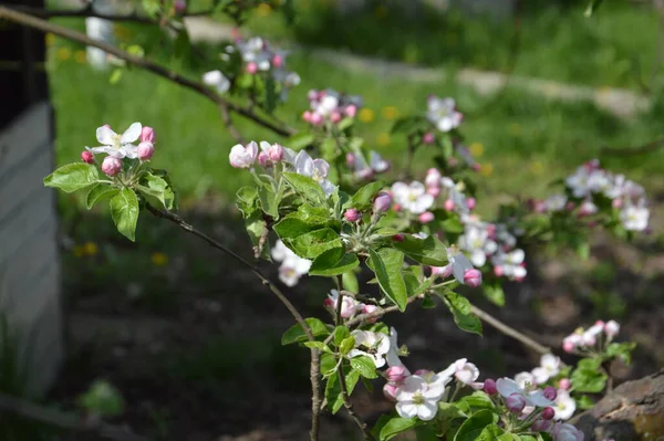 Spring Flowers Bloomed Garden Village — Stok fotoğraf