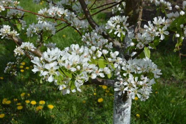 Frühlingsblumen Blühten Garten Eines Dorfes — Stockfoto