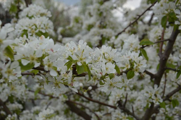 Flores Primavera Floresceram Jardim Uma Aldeia — Fotografia de Stock