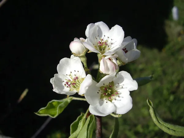 Bir Köyün Bahçesinde Bahar Çiçekleri Açtı — Stok fotoğraf