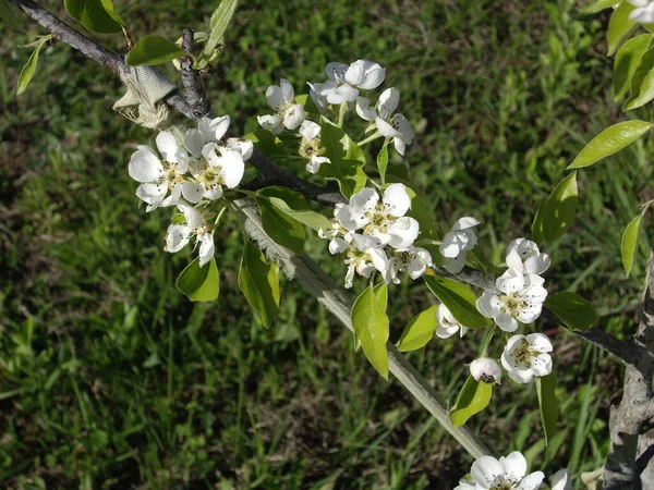 Bir köyün bahçesinde bahar çiçekleri açtı.