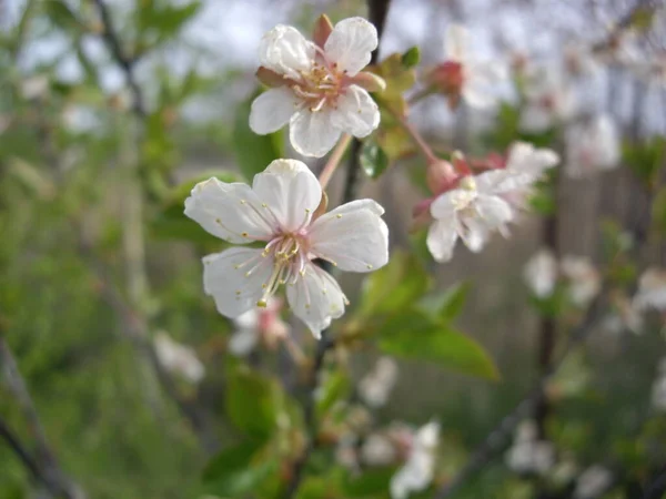 Wiosenne Kwiaty Kwitły Ogrodzie Wiosce — Zdjęcie stockowe