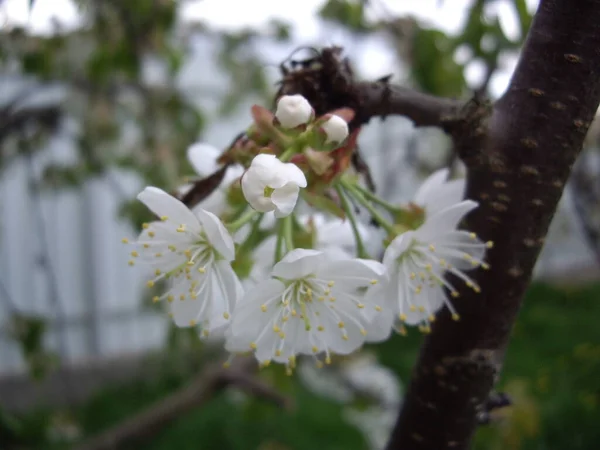 Frühlingsblumen Blühten Garten Eines Dorfes — Stockfoto