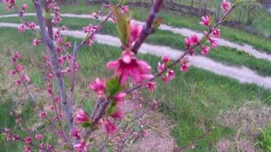 Blossomed young trees in the spring garden