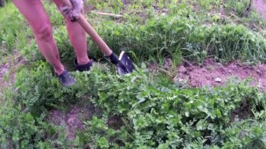 Bahçeye kürekle sebze ekmek için yatak kazmak.