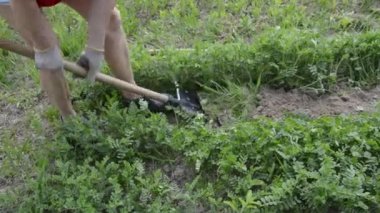 Bahçeye kürekle sebze ekmek için yatak kazmak.