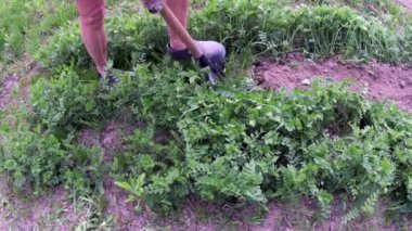 Bahçeye kürekle sebze ekmek için yatak kazmak.