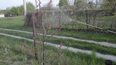 Korunmak için baharda ağaçlar serpiliyor.