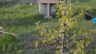 Korunmak için baharda ağaçlar serpiliyor.