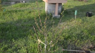 Korunmak için baharda ağaçlar serpiliyor.