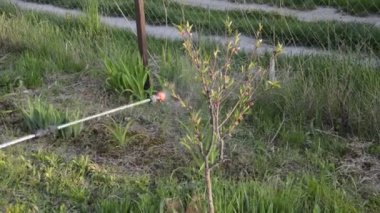 Spraying trees in spring for protection